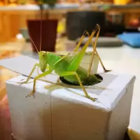 扎嘴吉尔活体冬季鸣虫大扎嘴鸣虫活体新脱吉儿鼓翅翡翠吉尔 扎嘴1只