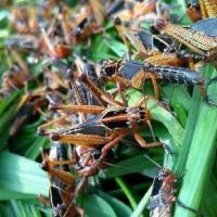 南方鲜草养殖东亚飞蝗 活体蚂蚱 新鲜蝗虫 画眉鸟饵 喂鸟活虫 幼虫约1厘米100只