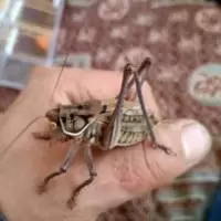 新脱活体大铁蝈蝈绿蝈蝈活体野生蝈蝈叫声脆亮包伤残保活买二送一 新脱活体大铁蝈蝈绿蝈蝈活体野生蝈蝈叫声脆亮包伤残保活买二送