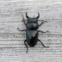 中国大锹成虫甲虫标本2021年独角仙大兜虫锹甲花金龟热门个性宠物 30mm-40mm超迷你单公