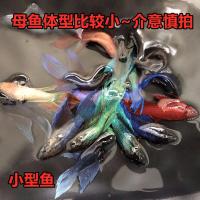 泰国斗鱼活体抱卵母斗鱼马尾狮王半月将军小型观赏鱼活体 马尾母