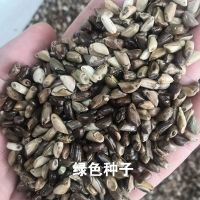 墨西哥玉米草种子养殖牛羊鱼兔鹅猪蚂蚱阔叶玉米草籽高产牧草种子 墨西哥玉米草50克【试用装】