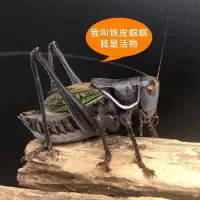 蝈蝈活体铁蝈蝈鸣虫蝈蝈活体超大幼虫憨叫大肚子叫翡翠绿蝈蝈宠物 一律大叫野生大个 铁皮蝈蝈