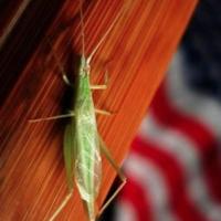 竹蛉活体青竹蛉活体紫竹蛉活体竹铃鸣虫听叫虫宠物人工竹蛉包活 野生断须竹蛉4只处理