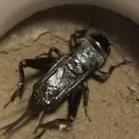 油葫芦活体蟋蟀活体黑虫活体新蜕鸣虫包风险叫虫包风险送保温 断须断尾品相略差处理价 5只