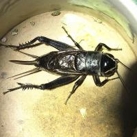 油葫芦活体鸣虫 大个黑虫人工油葫芦老人听叫 农民自抓野生油葫芦 黑虫