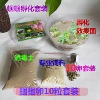 蝈蝈孵化卵籽蝈蝈卵蝈蝈活卵养殖蝈蝈卵蝈蝈活鸣虫昆虫 10粒蝈蝈卵套餐10.9元