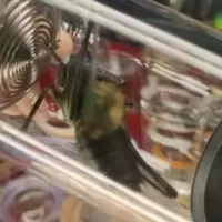 蝈蝈专场底板足号头牛大蓝脸绝对老铁别犹豫了 蝈蝈专场底板足号头牛大蓝脸绝对老铁别犹豫了