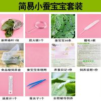 蚕宝宝活体套装饲养箱学生养蚕七彩金丝彩色蚕宝宝卵新鲜桑叶现摘 小蚕20条粉丝蚕学生套装