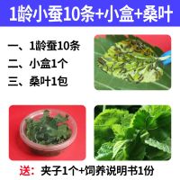 蚕宝宝活体幼虫金丝蚕送新鲜桑叶七彩蚕白色小蚕1龄-4龄春蚕 1龄小蚕10条送桑叶夹子