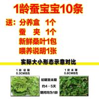 蚕宝宝活体新鲜桑叶蚕籽蚕蛋蚕卵1龄2龄3龄4龄5龄巨大软体仿真蚕 1龄白蚕10+叶+夹