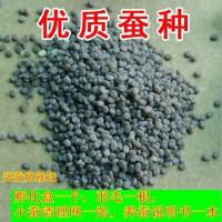 蚕宝宝卵 品种蚕卵蚕籽 蚕子 春蚕 蚕卵套餐蚕送孵化盒鹅毛清理网 白蚕卵100粒