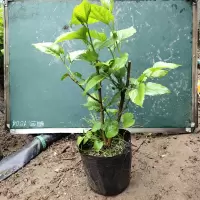 无籽大十桑树苗桑葚树苗果桑苗当年结果南北方种桑椹地栽四季种植 掌柜推荐3年养蚕苗原盆原土带叶发货