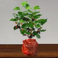 桑椹树苗当年结果桑葚苗盆景办公室绿色植物室内绿植好养桑叶盆栽 桑葚树三年苗带原土[当年结果]