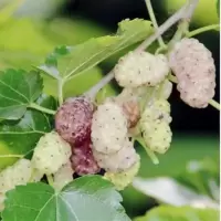 果树苗桑树苗桑葚苗桑枣树桑果蚕饲料盆庭院栽苗地栽南方北方种植 白玉桑果3年苗 50cm(含)-60cm(不含)
