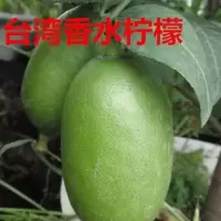手指柠檬苗澳洲指橙树苗迷你柠檬水果苗香水柠檬苗手指柠檬果树苗 香水柠檬苗 裸根1棵装