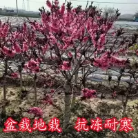【嫁接矮化桃树苗】盆栽地栽抗冻耐寒阳台庭院南北方种植果树苗 【试种3年苗】不包活无售后 【红叶寿桃】明年结果