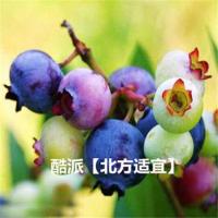 蓝莓树果苗盆栽地栽四季水果树当年结果南方北方种植带土蓝莓树苗 酷派 二年苗[一颗装]带营养钵原土