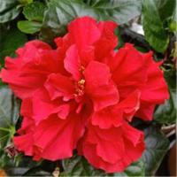 扶桑花盆栽木槿大花重瓣大花朱瑾四季常青植物当年开阳台室内绿植 红色重瓣3年苗 不含盆