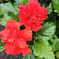 丹麦木槿开花带花苞木槿办公室客厅阳台卧室花卉盆栽扶桑牡丹 重瓣大红色(带花苞)1盆