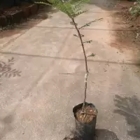 油甘子树苗嫁接甜种油甘余甘果油甘子余甘子橄榄大牛甘果树苗 一年苗带营养杯