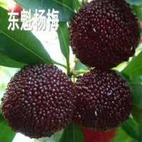 正宗东魁杨梅树苗嫁接黑炭早熟六月杨梅迟熟带叶带土发货精品杨梅 2年苗(20cm) 白杨梅苗