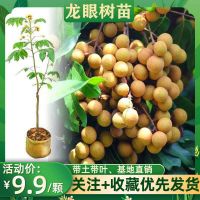 无核龙眼树苗四季龙眼苗嫁接果树苗当年结果石硖储良南方盆栽庭院 2年苗【粗0.8CM】合适大面积种植 大乌圆龙眼【带土带叶