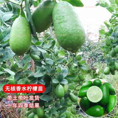 无核香水柠檬树苗无籽四季结果嫁接柠檬苗带土带叶发货当年结果 广东无核香水柠檬嫁接苗当年结果 【1棵装】带土带叶发货