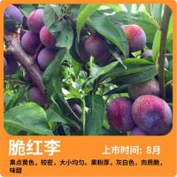 嫁接李子树苗特大早熟地栽蜂糖李子苗当年结果西梅李南方北方种植 脆红李 当年结果苗试种(1颗装)