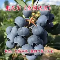 蓝莓树苗果树苗盆栽地载南方北方四季种植庭院阳台当年结果包成活 奥尼尔[全国适应] 三年苗[带土 带叶]