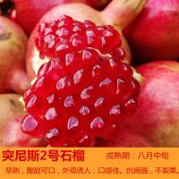 无籽软籽突尼斯石榴树苗石榴花盆景盆栽地栽特大旺宅南北种植易活 (特别推荐)突尼斯软籽石榴:超甜 1年苗 (拍一发二)