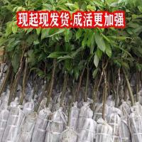 仙进奉荔枝树苗新品种冰荔枝苗嫁接果树苗当年结果无核妃子笑四季 2年苗[正品嫁接苗] 妃子笑[带土 带叶]
