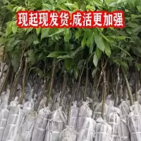 仙进奉荔枝树苗新品种冰荔枝苗嫁接果树苗当年结果无核妃子笑四季 2年苗[正品嫁接苗] 妃子笑[带土 带叶]