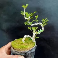 造型对接白蜡盆景矮霸白蜡小品掌上盆栽白蜡树苗耐寒耐热植物花卉 造型对接白蜡小品 带土球发货