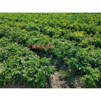 嫁接黄皮果树无核黄皮黑黄皮鸡心果树南北方种植盆栽地栽 试种苗一年苗未嫁接苗 带土带叶发货