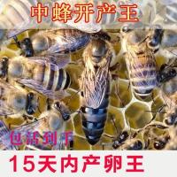 中蜂开产王种王阿坝王爆产活体高产土蜂黑蜂杂交蜜蜂蜂场直销 随机处女王[特小型]