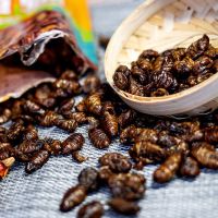 香酥蚕蛹原味味*2+带翅香脆蚂蚱孜然香辣味 80g