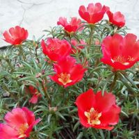 太阳花种子蚂蚱菜花马齿苋种子四季种植阳台盆栽鲜花太阳花卉种子 单色原装(约200粒)