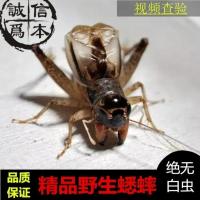 山东兖州王因宁阳野生蛐蛐野生蟋蟀 5里左右精品