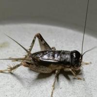 蛐蛐精品自抓野生活体秋虫蟋蟀鸣虫河北蛐蛐直隶总督俯蟋蟀打斗虫 邮费+送虫