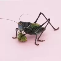 蝈蝈 活鸣虫蝈蝈山青铁皮天津绿蝈蝈新脱活体超大铁皮 蝈蝈料40克