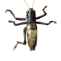 蝈蝈 活体包活名家分房新脱翡翠蝈蝈超大蝈蝈鸣虫精品铁皮春蝈蝈 残疾蝈蝈一只 需要买两只发货