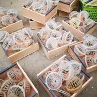 铁皮蝈蝈活体活蝈蝈游子鸣虫子包活送笼子 公蝈蝈一只