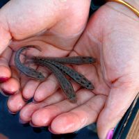 黑鱼苗活体淡水养殖乌鱼苗生鱼苗财鱼苗观赏鱼好养放生鱼黑斑鱼苗 黑鱼苗2条(4-6cm)