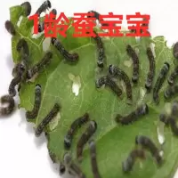 新鲜桑叶养蚕用现摘蚕桑大叶桑喂蚕送小蚕嫩叶蚕卵蚕叶北京当天发 白蚕1龄15送桑叶