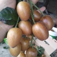 买二送一云浮郁南黄皮无核苗,大鸡心苗,冰糖苗,黄皮嫁接果树苗 无核黄皮苗 60公分高