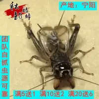 山东宁阳宁津乐陵野生蟋蟀蛐蛐 宁阳团队自抓野生斗蟋 包活 4.5-5厘一条