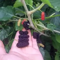 桑树苗桑苗养蚕桑葚树苗南方北方盆栽地栽果桑树苗四季种植当年结 果桑-无子大十[掌柜推荐当年结果] 5年苗掌柜推荐