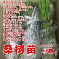 桑树苗强桑农桑14大十桑果摘新桑椹桑葚养蚕宝宝包活摘桑叶 小桑苗1根(买3根发5根)