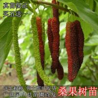 果树苗桑果树苗嫁接苗台湾四季长果桑无籽大十大果桑南北方种 台湾四季长果桑